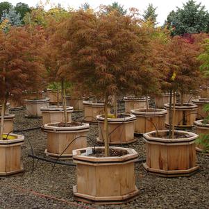 Acer palmatum dissectum 'Baby Lace'