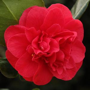 Camellia japonica 'Curly Lady'