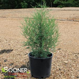 Juniperus virginiana ''