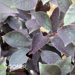 Prunus x 'P002S'