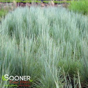 Schizachyrium scoparium 'Jazz'