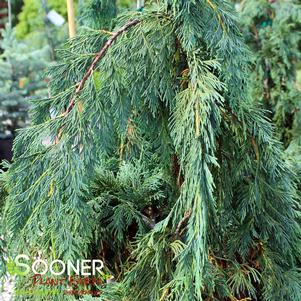 Chamaecyparis nootkatensis 'Glauca Pendula'