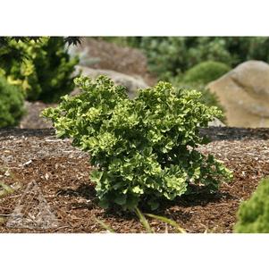 Ginkgo biloba 'Mariken'