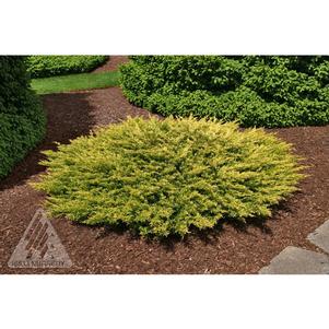 Juniperus horizontalis 'NOSIg'