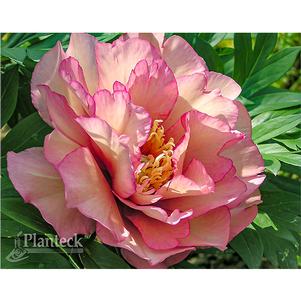 Paeonia x 'Scrumdidleumptious'