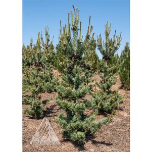 Pinus parviflora 'Glauca brevifolia'