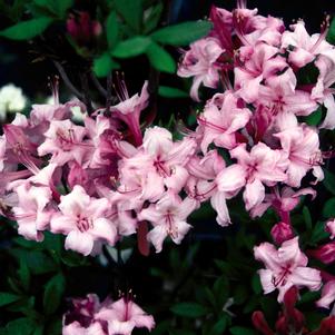 Rhododendron azalea x 'Candy Lights'