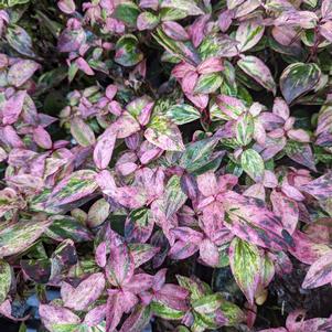 Leucothoe fontanesiana 'SMNLFGRV'