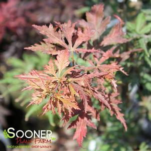 Acer palmatum matsumurae 'Elena's Coral Dawn'