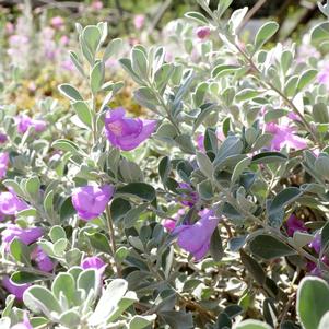 Leucophyllum frutescens 'Grehjs'