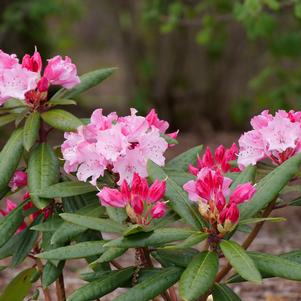 Rhododendron x 'NCRX1'