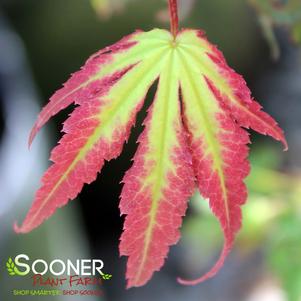 Acer palmatum matsumurae 'Phantom Flame'