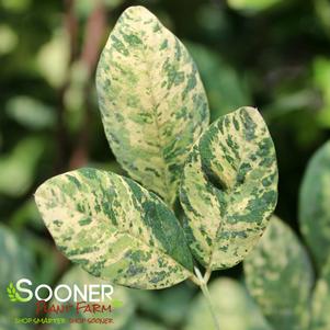 Lespedeza thunbergii 'Variegata'