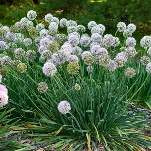 Allium x 'Bobblehead'