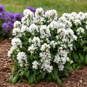 Campanula glomerata 'Angel Bells'