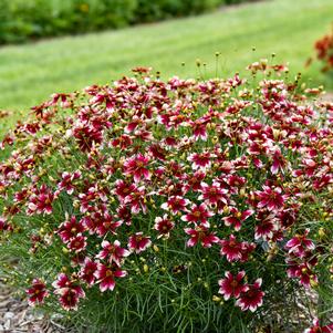 Coreopsis verticillata 'Heartstrings'