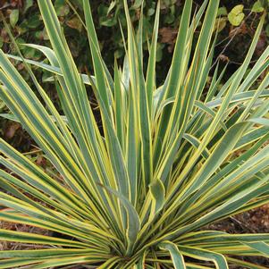 Yucca flaccida ''