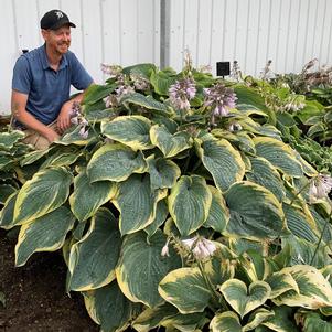 Hosta x 'Gigantosaurus'