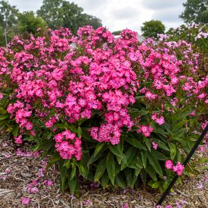 Phlox paniculata 'Pink Lightning'