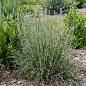 Schizachyrium scoparium 'Brush Strokes'