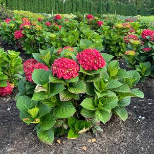 Hydrangea macrophylla 'SMNHNTAU'