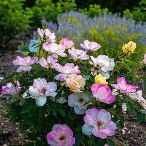 Rosa x 'RADpastel'