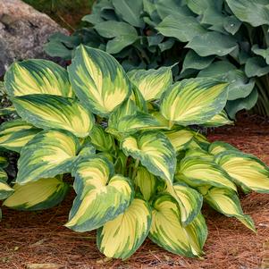 Hosta x 'My Fair Lady'