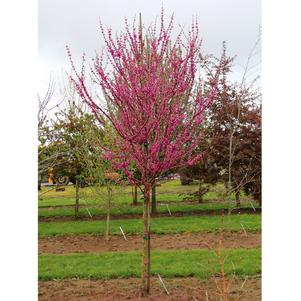 Cercis canadensis 'Pink Trim'