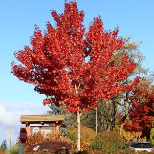 Acer truncatum x platanoides 'JFS KW187'
