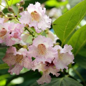 Chitalpa tashkentensis 'Strawberry Moon'