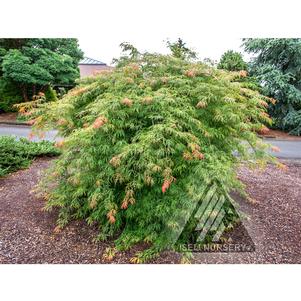 Acer x pseudosieboldianum 'ISID'