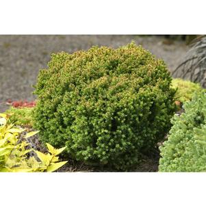 Cryptomeria japonica 'Birodo'