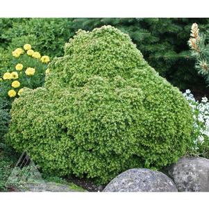 Cryptomeria japonica 'Tenzan'