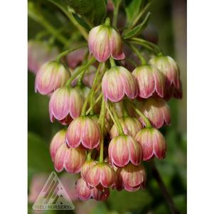 Enkianthus campanulatus 'Jan's Pink'