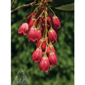 Enkianthus campanulatus 'Jan's Red'