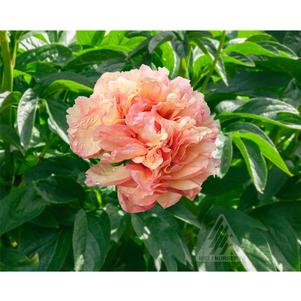 Paeonia x 'Danse du Feu'