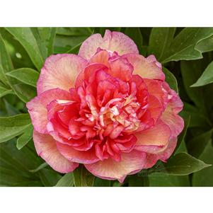 Paeonia x 'Haleigh's Hallelujah'