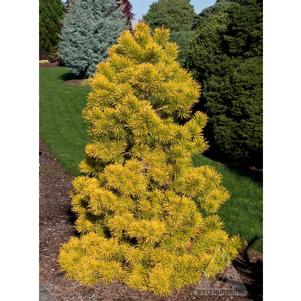 Pinus contorta 'Chief Joseph'