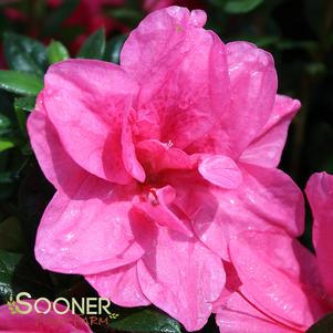 Rhododendron azalea x 'Conles'