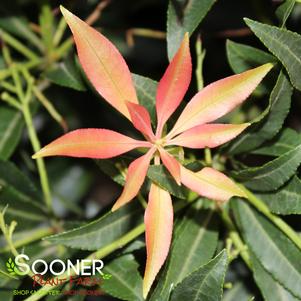 Pieris formosa 'Forest Flame'