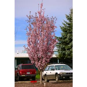 Prunus x 'JFS-KW14'