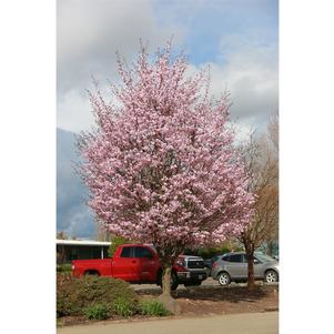 Prunus sargentii 'JFS-KW58'