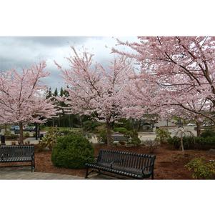 Prunus x yedoensis 'Akebono'
