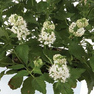 Caryopteris incana 'White'