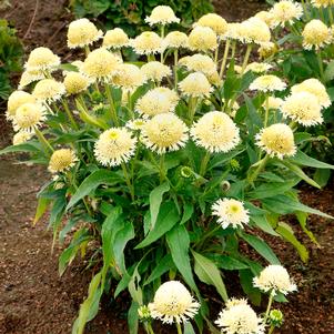 Echinacea x 'Lace'