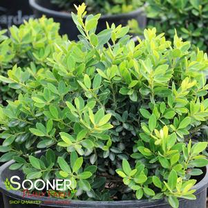 Ilex crenata 'Golden Hoogendoorn'