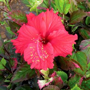 Hibiscus rosa-sinensis 'Variegata'