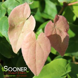 Epimedium x 'Pretty in Pink'