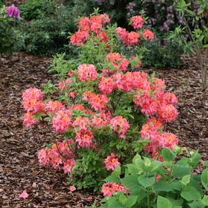 Rhododendron azalea x 'NCB195'