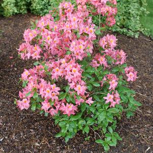 Rhododendron azalea x 'NCB193'